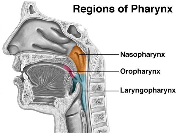 oropharynx-and-laryngopharynx.jpeg